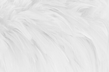 Beautiful white grey bird feathers pattern texture background.
