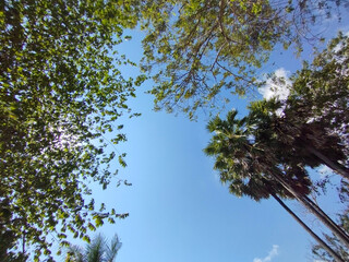 A view from below of green foliage and palm trees against a clear blue sky