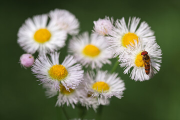 Hoverfly on a daisy flower, Japan.