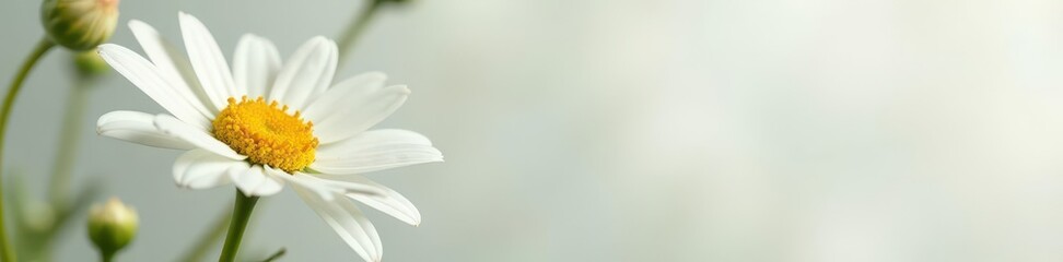 Obraz premium Large white daisy, delicate petals, pristine white , simple, flower head, white petals