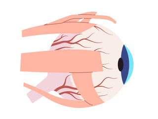 Eye External Anatomy with Muscles and Structures illustration including eyelids cornea and extraocular