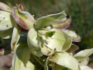 White yucca flowers glowing in the early summer prairie, Boulder, Colorado