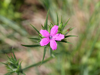 Deptford Pink flower standing alone on the prairie in early summer, Boulder, Colorado