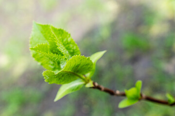 young green leaves on a branch in spring season environment nature love earth concept