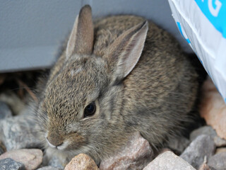 A small cottontail rabbit sitting still in the backyard, Colorado