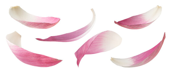 Real photograph of natural lotus petals in various flowing shapes as if swaying in the wind isolated on transparent background png file