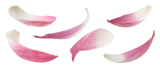 Real photograph of natural lotus petals in various flowing shapes as if swaying in the wind isolated on transparent background png file