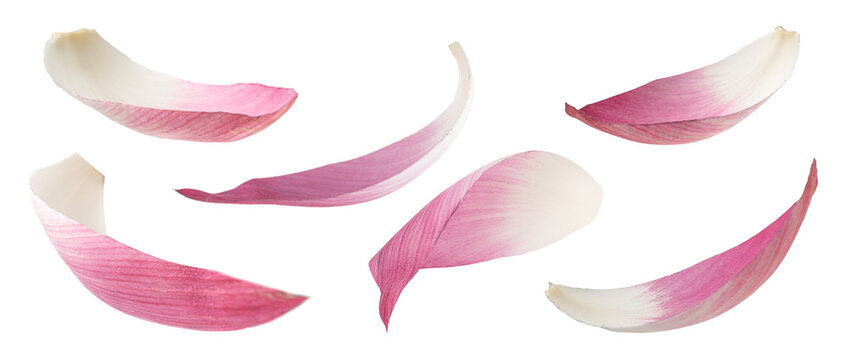 Real photograph of natural lotus petals in various flowing shapes as if swaying in the wind isolated on transparent background png file - Powered by Adobe