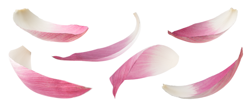 Real photograph of natural lotus petals in various flowing shapes as if swaying in the wind isolated on transparent background png file
