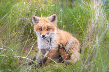 草原の草木の生い茂る中でチョコント座り込み正面を見ている子キツネ。背景は草木のグリーンで小キツネはほぼ中央の横構図です。