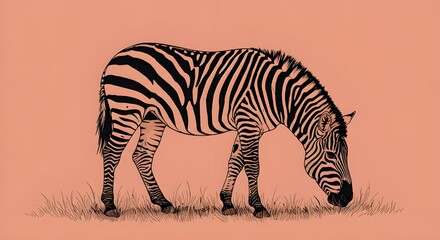 Obraz premium Zebra grazing in grassland
