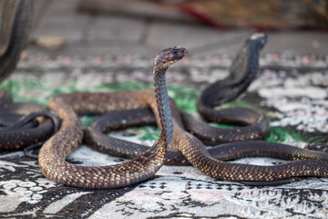 Street view of Cobra snake charmer used as a photo prop at Jemaa el-Fnaa in the Old Town Medina area of Marrakech, west Morocco