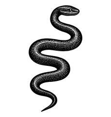 Obraz premium Detailed Engraving of a Winding Snake on White Background Simple Imagery, Black and White