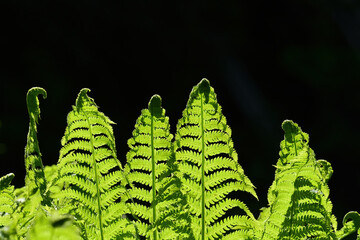 Alaska ostrich ferns (Matteuccia struthiopteris) growing along the Russian River.