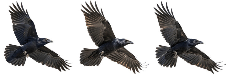 Obraz premium Three ravens flying isolated on transparent background