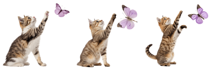 Three kittens playing with butterflies isolated on transparent background