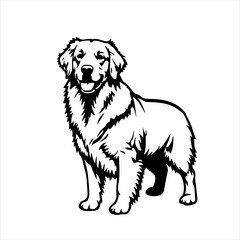 Fototapeta premium animal, pet, stencil, breed, vector, dog, labrador, illustration, drawing, outline, graphic, white, domestic, black, retriever, art, isolated, puppy, golden retriever, cute, mammal, pedigree, silhouet
