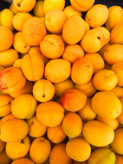 Ripe orange apricots close-up background or texture. 