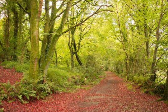 Fototapeta Peaceful autumn scene in forest