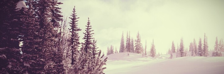 Fototapeta premium Snowcapped and forest during winter