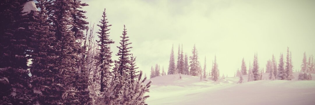 Fototapeta Snowcapped and forest during winter