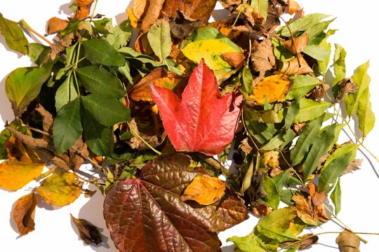 Fototapeta Close-up of fallen leaves during autumn