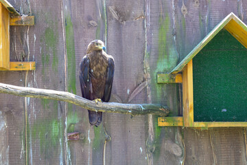 A bird of prey with an expressive gaze and brown plumage observes the surrounding world. Its...