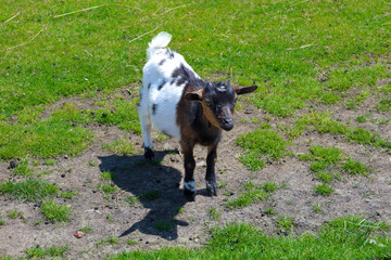A small, spotted goat kid stands in a green meadow, looking directly at the viewer. Its tender...