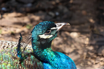 This close-up shows a peacock's head with its vibrant blue-green plumage shimmering in the light....