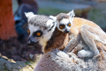 Charming lemurs with striking orange eyes showcase a tender bond. An adult vigilantly protects its baby nestled on its back, creating a heartwarming scene of natural love and care.
