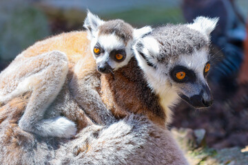 A mother lemur with her baby displays tenderness and closeness, their bright orange eyes looking out into the world. This charming pair reflects the unique beauty of nature and family bonds.
