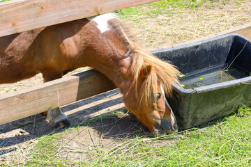 This playful pony drinks water from a black trough, enjoying a sunny day on the green grass. Its...