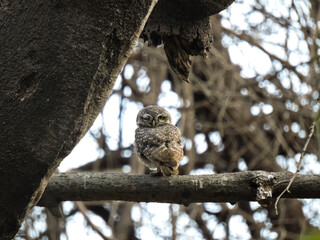 owl on a branch