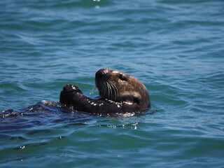 Fototapeta premium sea otter eating on back