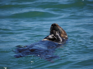 sea otter eating on back