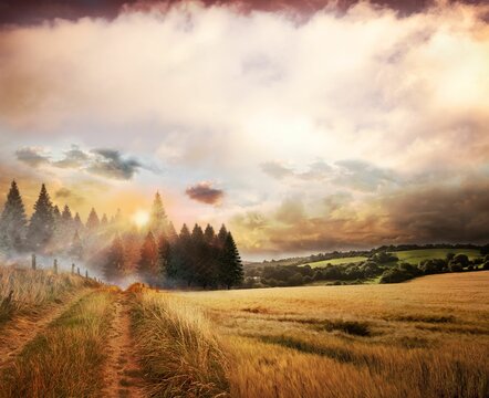 Fototapeta Flat design countryside is showing dirt track beside grass and fence posts toward misty pine forest