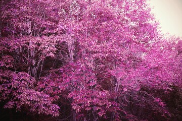 Beautiful pink leaved trees