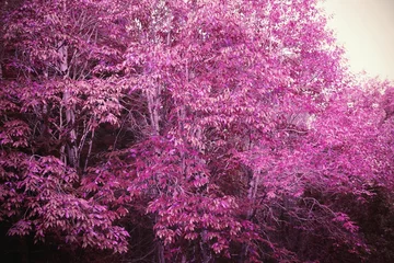 Crédence en verre imprimé Beautiful pink leaved trees