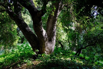 Fototapeta premium Woodlands