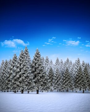 Fototapeta Fir tree forest in snowy landscape