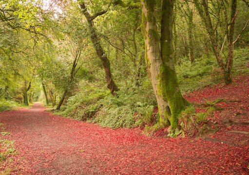 Fototapeta Peaceful autumn scene in forest