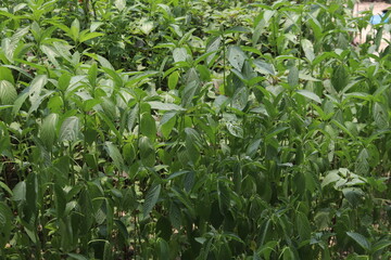 Close-up of dense green Jute spinach in natural light