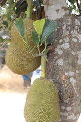 durian on the tree