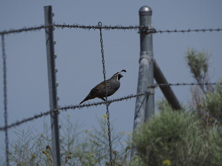 Small black and grey bird on a barbed wire fence