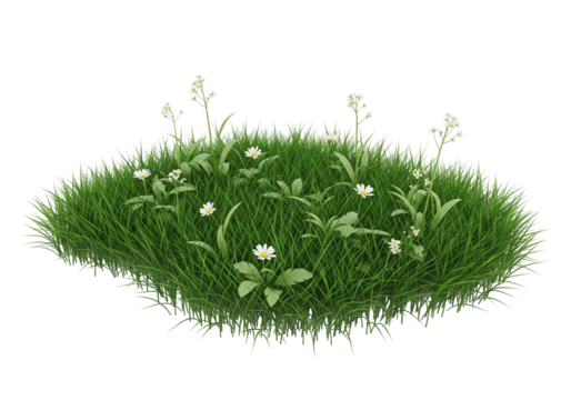 green grass on white background