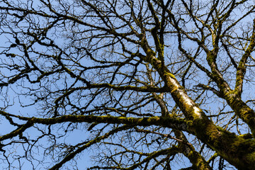 Bare branches of a tree without leaves with background of blue sky. Nature landscape spring concept