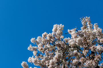Japanese Pink Cherry Blossom tree against a blue sky. Beautiful large flowers opened on branches