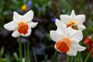 white large cup-shaped narcissus flowers on blurred green background. Selective focus.