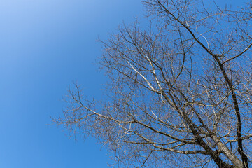 Bare branches of a tree without leaves with background of blue sky. Nature landscape spring concept