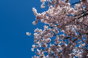 Japanese Pink Cherry Blossom tree against a blue sky. Beautiful large flowers opened on branches